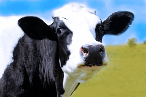 Image of a cow that is white and black looking at the camera if a field. 