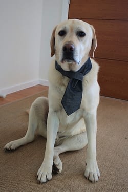 Photo of a dog in a tie